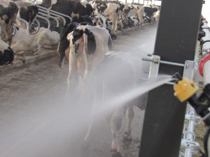 黄色污污草莓视频噴淋